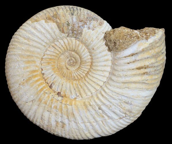 Perisphinctes Ammonite - Jurassic #54237